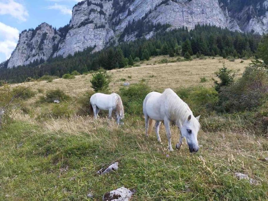 Studio Myrtilles Du Leman Vue Sur Lac Et Montagne Thollon-les-Memises Dış mekan fotoğraf